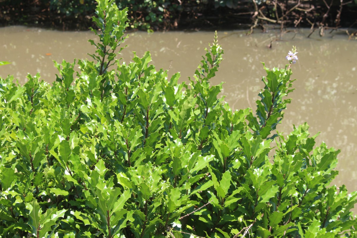 Acanthus ilicifolius L.